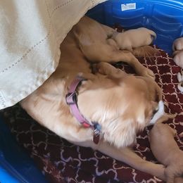Golden Retriever Puppies from Golden Coast Kennels