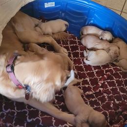 Golden Retriever Puppies from Golden Coast Kennels