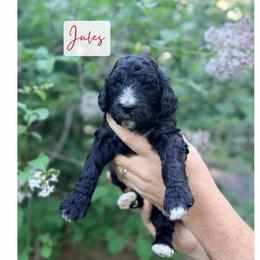 Jules - Black female Poodle puppy in Detroit Lakes, Minnesota from Pickerel Pups
