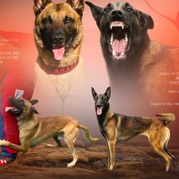 Belgian Malinois puppies from vd Hunde der neuen Äre