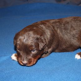 Kenobi - Red tri-color male Miniature American Shepherd puppy in Hillsdale, Michigan from Faithwalk Aussies and Mini American Shepherds