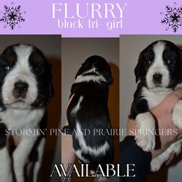 Flurry - Black white and tan female English Springer Spaniel puppy in Litchfield, Minnesota from Stormin Pine and Prairie Springers