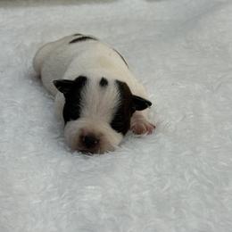 Girl 1 - White and brindle female Staffordshire Bull Terrier puppy in Lakeland, Florida from English Creek Staffords