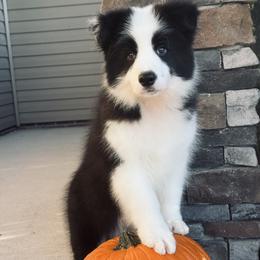 July - Black male Border Collie puppy in Dunn, North Carolina from Coylety Border Collies