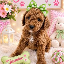 Jasmine - Red  female Goldendoodle puppy in Idabel, Oklahoma from Kay Kay’s Poodles & Doodles
