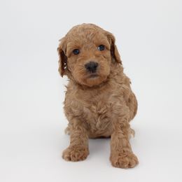 Nebula - Red female Australian Cobberdog puppy in Bellingham, Minnesota from Whispering Prairie Australian Cobberdog