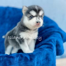 Girl 1 - Black and white female Pomsky puppy in Hawaii from Island Pomskies