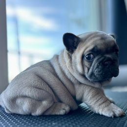 French Bulldog Puppies from Upcountry Frenchies