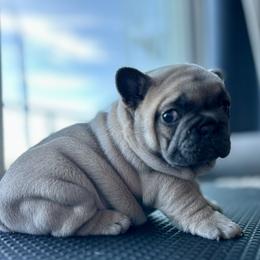 French Bulldog Puppies from Upcountry Frenchies