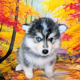 Birch - 1800 - Black and white male Pomsky puppy in Spring Hill, Florida from www.PuppyTimeEmporium.com