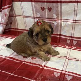 Havanese puppies from A Royal Havanese Court