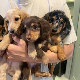Cockapoo, Dachshund, Miniature Schnauzer, and Yorkshire Terrier Puppies from LUXEYPUPS