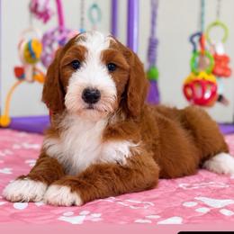 Ruby - Red  female Goldendoodle puppy in Yuciapa, California from AlltheDoodlez_