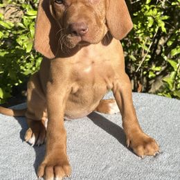 Girl 2 - Golden rust female Vizsla puppy in California from True Heritage Vizsla kennel