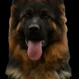 Kelly - German Shepherd