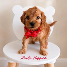 Merle Haggard - Red  male Goldendoodle puppy in Hot Springs, Arkansas from Hot Springs Kennels