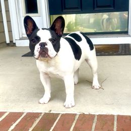 Symphony - French Bulldog