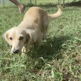 Sophie - Dachshund
