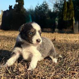 Marvin-blue tri - Blue male Border Collie puppy in Chattanooga, Tennessee from Ross Vegas Kennels