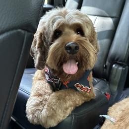 Teddy - Australian Labradoodle