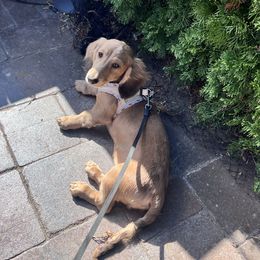 Dachshund and Pembroke Welsh Corgi Puppies from Three K Miniature Dachshunds