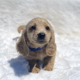 Dachshund Puppies from The Bossy Doxie Farm