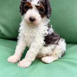River (blue collar boy) - Tri-color male Bernedoodle puppy in Colorado Springs, Colorado from Mercy Mountain Bernedoodles