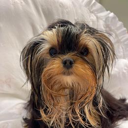 Chanel Sweet Princess - Yorkshire Terrier