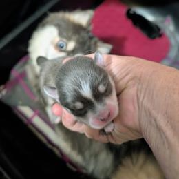 Colby - 2500 - Blue male Pomsky puppy in Spring Hill, Florida from www.PuppyTimeEmporium.com