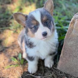 Jolene - Blue female Pembroke Welsh Corgi puppy in Beggs, Oklahoma from Blue Diamond Corgi’s