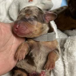 Crush - Dapple Dachshund puppy in Sacramento, California from Freckled Weenies of Sacramento
