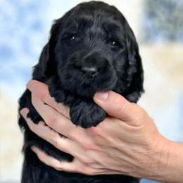 Pine - Black female Goldendoodle puppy in Kansas City, Missouri from Beary GoldenDoodles