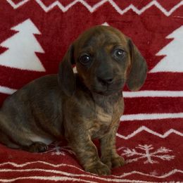 Turkey - Brindle female Dachshund puppy in Brentwood, California from Dashing Dachshunds RF