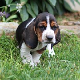 Leo - Brown and white male Basset Hound puppy in Idaho from Welcome Home Bassets