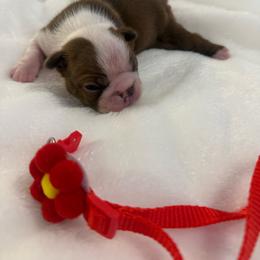 Cocoa - Red female Boston Terrier puppy in Richburg, South Carolina from Hidden Valley Bostons