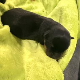Bronx - Black and mahogany male Rottweiler puppy in Denver, Colorado from DR