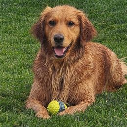 Kerley - Golden Retriever