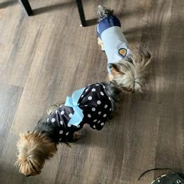 Yorkshire Terrier Puppies from Missy Lu Lap Puppies