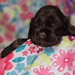Puppy 4 - Brown roan female Cocker Spaniel puppy in Gainesville, Florida from Lady's Cocker Spaniels