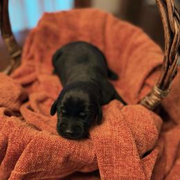 Maize - Black female Labrador Retriever puppy in Sweet Home, Oregon from Knotty Creek Labradors