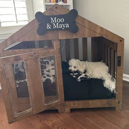 Shichon All Grown Up from Loving Paws Teddy Bear Patch