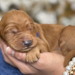 Blue collar male - Apricot male Goldendoodle puppy in Yuciapa, California from AlltheDoodlez_