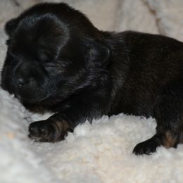 Shih Tzu Puppies from Moore Shih Tzus