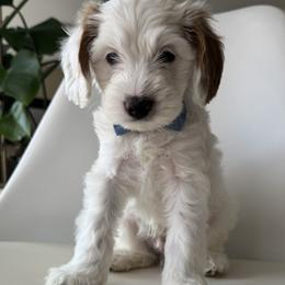 HopScotch - Cream male Goldendoodle puppy in Gilbert, Arizona from DogHouse Doodles