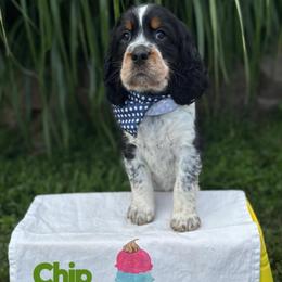 Mint Chip - Tri-Roan male English Springer Spaniel puppy in Plainwell, Michigan from Homegrown Springers