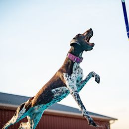 German Shorthaired Pointers from Sirius Poetry
