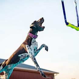 German Shorthaired Pointers from Sirius Poetry