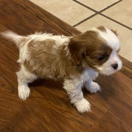Cavalier King Charles Spaniel Puppies from Sophie’s AKC Cavaliers