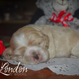 Cockapoo, Cocker Spaniel, and Poodle Puppies from The Cocker Cingdom