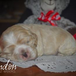Cockapoo, Cocker Spaniel, and Poodle Puppies from The Cocker Cingdom